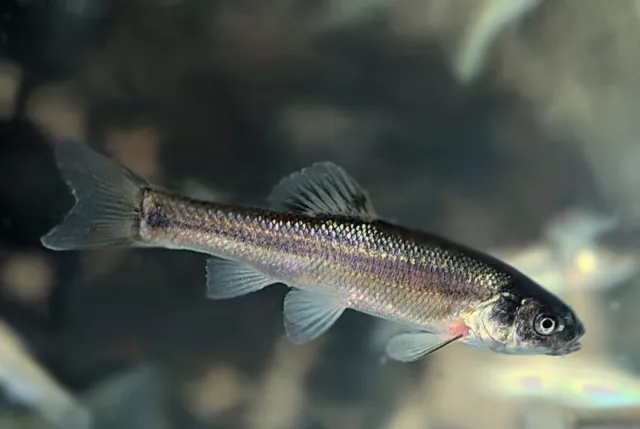 150+ Live Feeder Fish Black Tuffies/Fathead GUARANTEE ALIVE(FREE - Shipping)