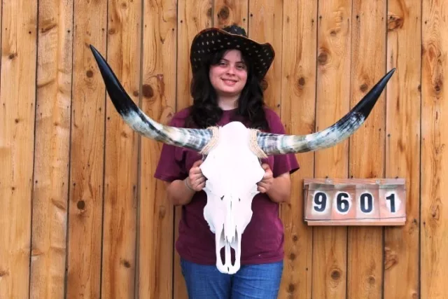 Real Steer Skull Art!! Polished Long Horns Mounted 3' 3" Cow Bull Longhorn H9601