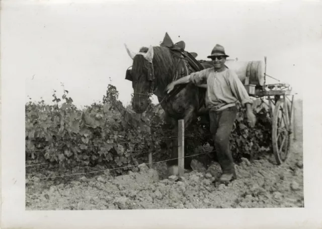 Photo Ancienne - Vintage Snapshot - Animal Cheval Vendanges Agriculture Attelage