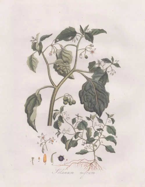 Nachtschatten Black Nightshade Flower Botany Copperplate Flora Batava Kops