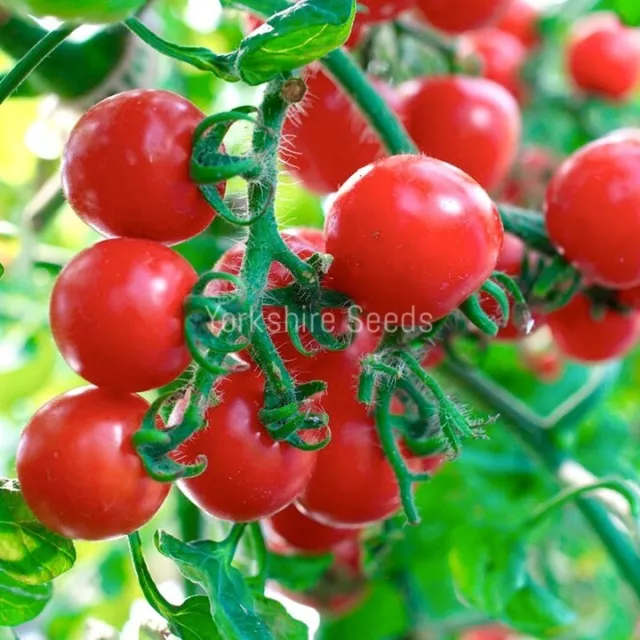 Tomato Sweet Million - 20x Cherry Tomato Seeds - Vegetable