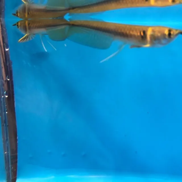 3 pack of Silver arowana baby 2" in length - live tropical fish