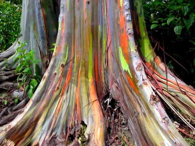 REGENBOGEN EUKALYPTUS Deglupta - Mindanao Kaugummi - 100+ Samen - UK VERKÄUFER 2