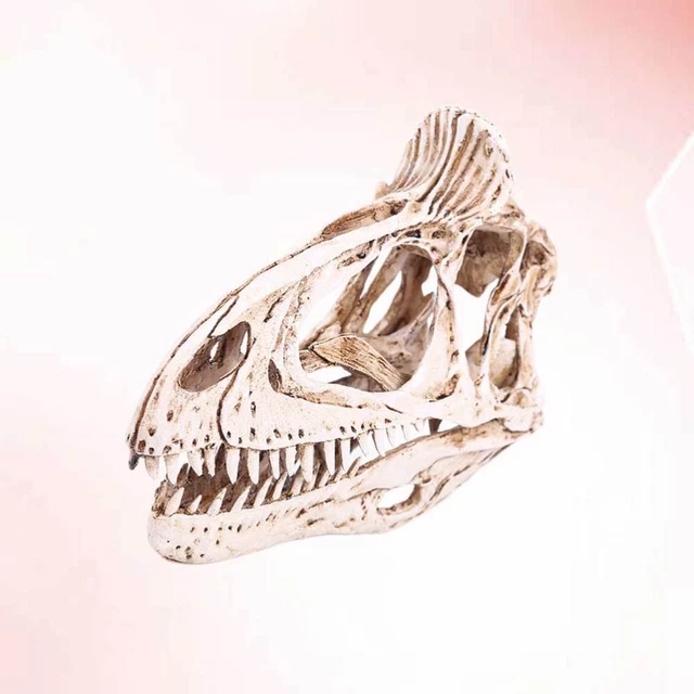 1PC Cryolophosaurus Tête Décor Crâne Modèle Tête Fish Tank Crâne