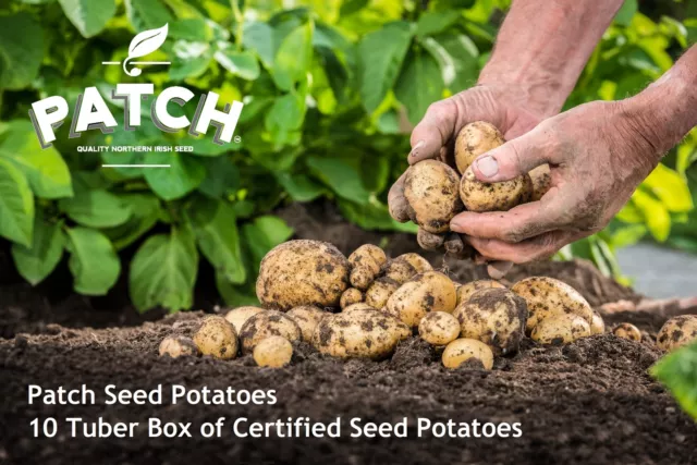 2Kg Certified Seed Potatoes - Choose from OVER 40 varieties! - High Quality, ...