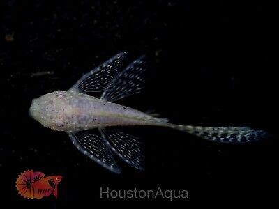 (2)Albino Long Fin Pleco Fish - Aquarium Live Fish High Quality Premium Grade A+