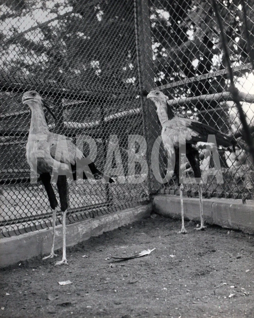 Photo Vintage Spectacle Au Crazy Horse Paris Années 70 - Tirage Argentique 21x27 Cm - Agence Farabola