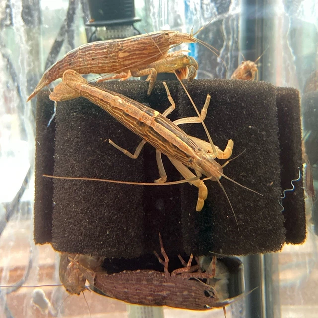 Pack of 3 Live Juvenile Bamboo Shrimp Premium Freshwater Tropical Aquarium Pets