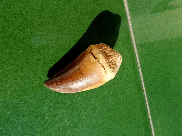 Fosiles " Precioso Diente De Mosasaurio De Marruecos  -  2B23 ".