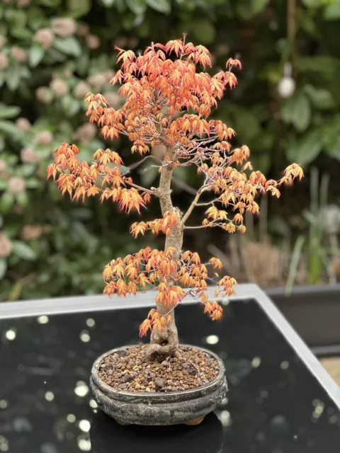 Bonsai Japanischer Ahorn Acer Palmatum "Katsura" Outdoor