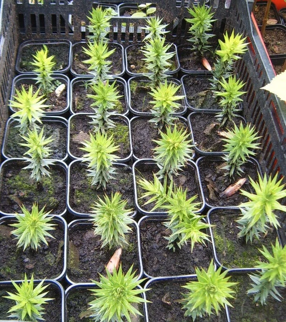 50 Stück Araucaria Araucana Samen - Chiletanne Für Bonsai & Kübelpflanzen Winterhart