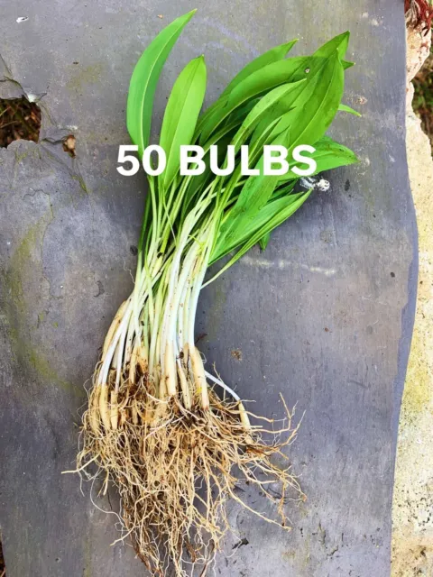 50x WILD GARLIC BULBS - Organic.  Plant NOW! Plastic free packaging.