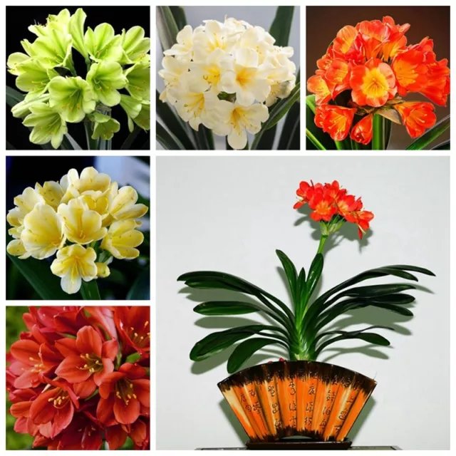 5 Clivia Seeds Kaffir Lily Clivia miniata Home Garden Flowers