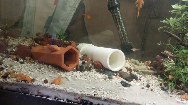 SUPER RED Bristlenose Pleco 1-1/2 inch+ Bushynose Plecostomus