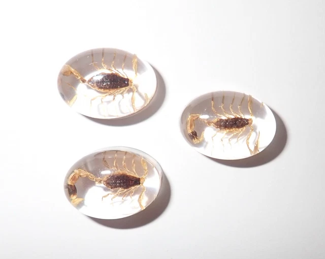 Insect Cabochon Golden Scorpion Oval 12x18 mm Clear 3 pieces Lot