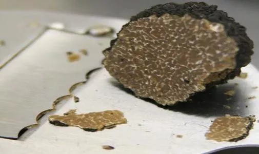 Precious Italian fresh black truffles. Black truffle 250g. 8,8 oz Mushrooms.Top