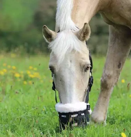 Shires Deluxe Komfort Weideschnauze