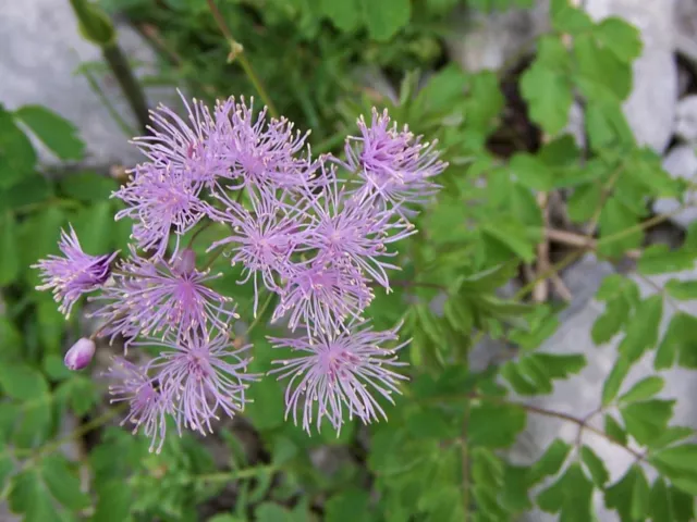 Thalictrum aquilegiifolium in a 9cm pot