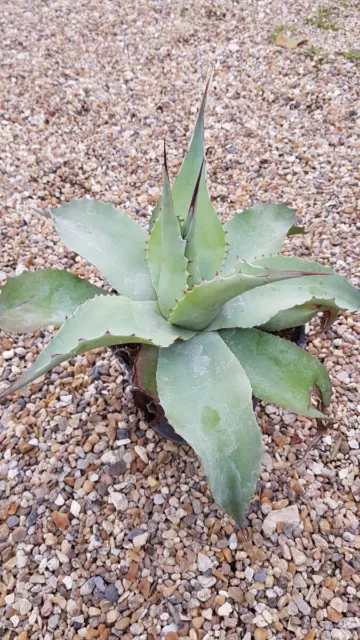 Agave ovatifolia 'Vanzie' / Conteneur de 2 à 2.9 litres