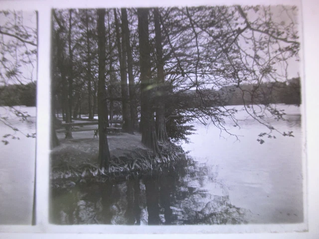Photo Stereoscopic Plate Parc de la Tête d'Or Rivers Trees circa 1910 11