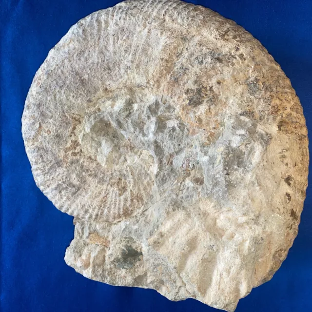 AMMONIT  Oberkreide  27x26 cm, ca. 100 Millionen Jahre Marokko 2