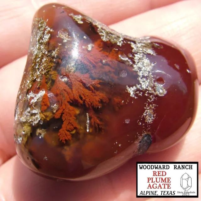 23GM WOODWARD RANCH RED PLUME AGATE POLISHED biscuit nodule lapidary rough