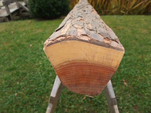 EIBENROHLING YEW STAVE zum Bogenbau Selfbow Flachbogen Langbogen 1430mm 56  Zoll EUR 75,00 - PicClick DE