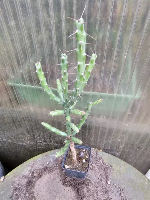 Cylindropuntia Kleiniae 40 cm resistente Opuntia -25, Cactus agave palma