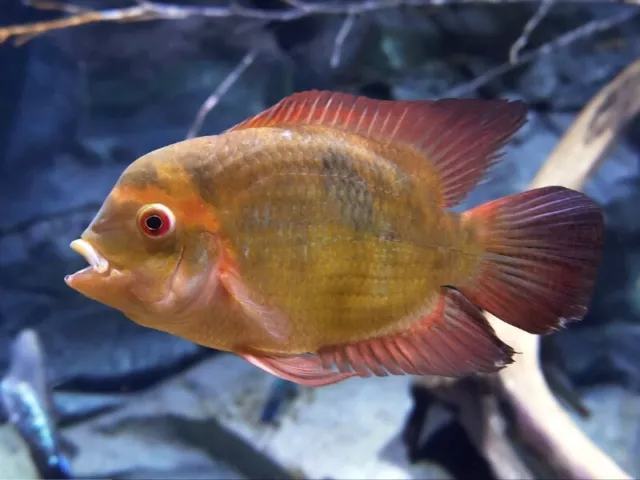 Chocolate Cichlid