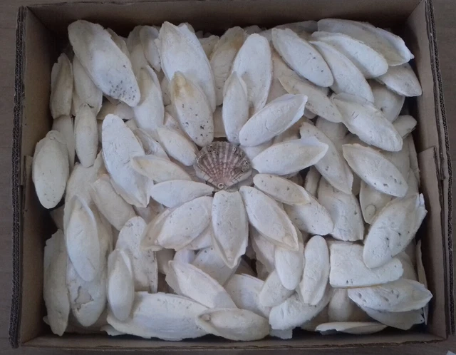 1 Kg. os de seiche 10-20 cm. phosphore calcium
