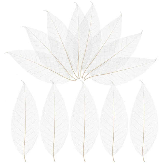 100 Pcs Blatt Lesezeichen Skelettblätter Zum Basteln Natürlich