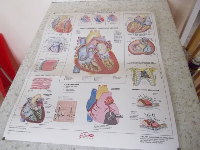 ANATOMICAL MEDICAL LAMINATED Wall Chart of The Heart. £19.99 - PicClick UK