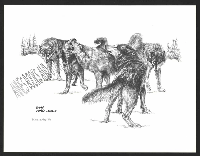 #322 WOLF PACK *  Wildlife art print Pen and ink drawing by Jan Jellins