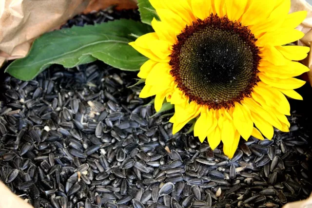 10 kg Sonnenblumenkerne schwarz Ernte 2023 Vogelfutter Ganzjahresvogelfutter