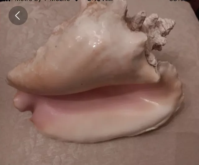 Huge Queen Conch Sea Shell Unique Large Natural  Beach Decor Nautical Perfect