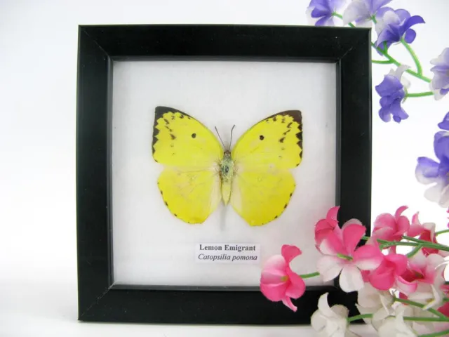 Lemon Emigrant - beautiful real butterfly prepared - framed- museum quality