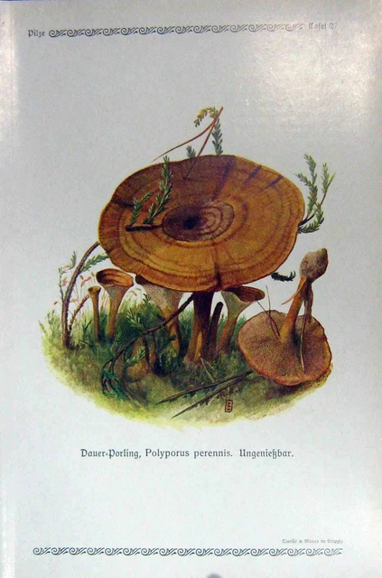 Original Old Antique Print German Fungi Mushrooms Polyporus Perennis Colour