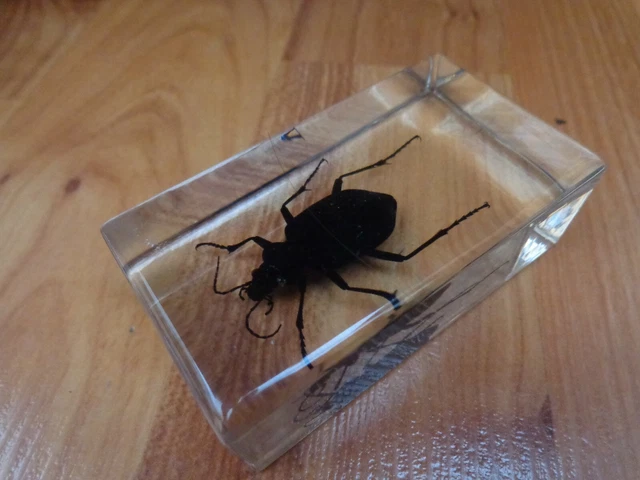 GROUND BEETLE TAXIDERMY Glass Block Real Life Bugs & Insects Collection ...