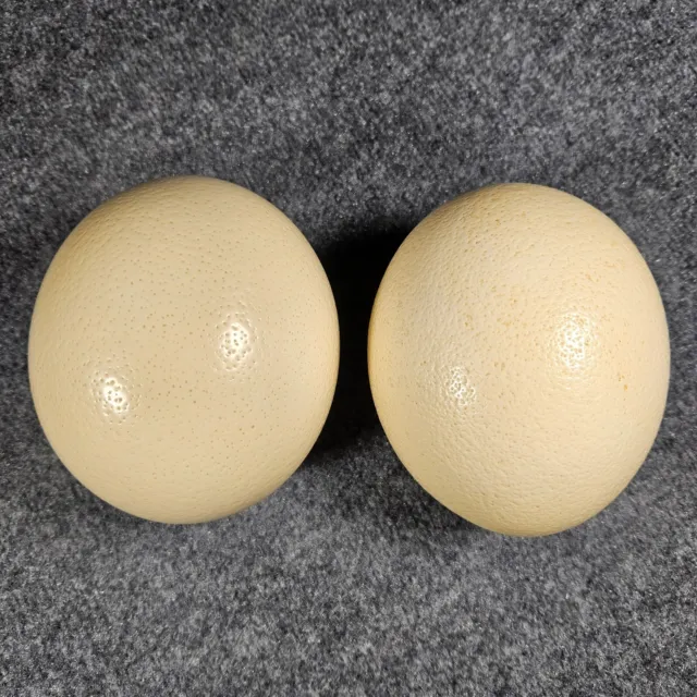 Lote de 2 cáscaras de huevo de avestruz en blanco para manualidades, decoración, pinturas y más (T)