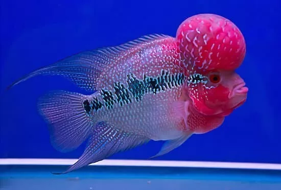 Flowerhorn Super Red Dragon fry