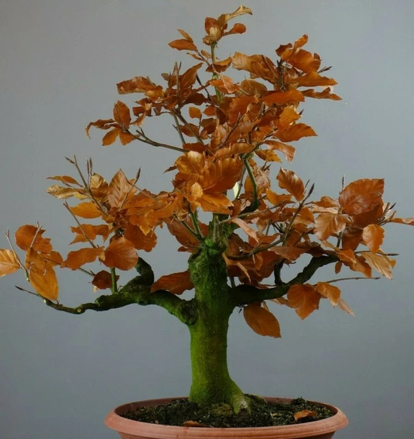 RB02107, BONSAI - Rotbuche - Fagus sylvatica, Prebonsai / Yamadori / EUR  220,00 - PicClick DE