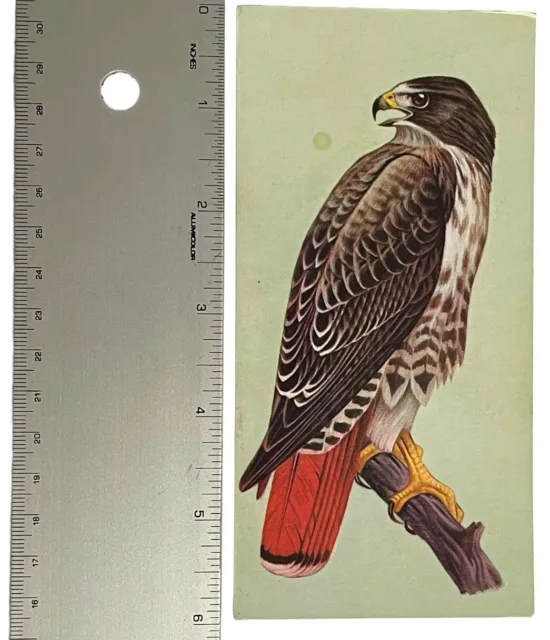 Vintage Bird Illustration Identification Card Red-Tailed Hawk 1962 Gelles Widmer