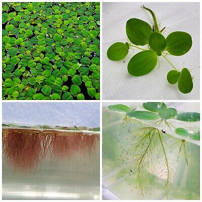 Live Floating Plant Combo: Dwarf Water Lettuce + Red Root Floaters