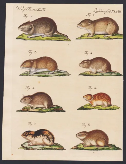 Lemming Mouse Mice Souris Engraving Imprimé Ancien Bertuch 1800