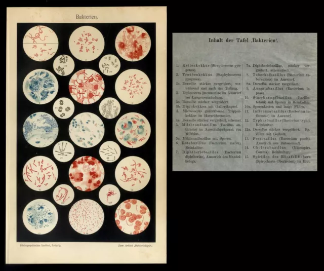 Original Lithographie Lehrtafel von 1906 Div. Bakterien Milzbrand Pest Cholera