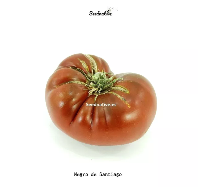 Tomate Negro de Santiago - 30 semillas - Seeds - Graines - Semi - Bio