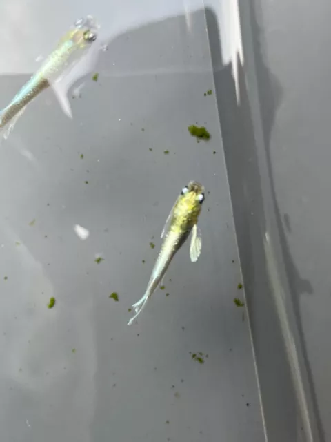rice fish 30 eggs japan tropical medaka aquarium killifish fish 【emekin】