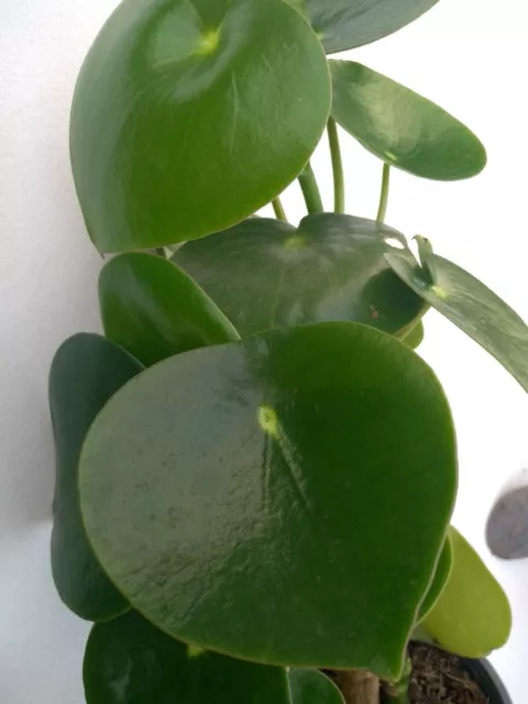 Chinese Money Plant Gift Houseplant in Pot -1 Pilea Peperomioides 28+cm TALL