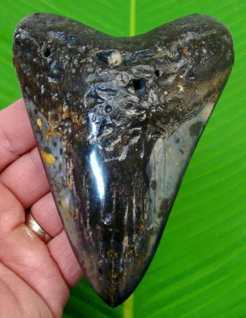 MEGALODON SHARK TOOTH - OVER 5 in.  SHARKS TEETH - REAL FOSSIL  MEGLADONE JAW -