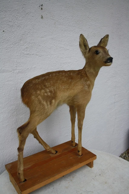 Kitz Figure, Decorative Ornaments, Figure Deco REH Kitz